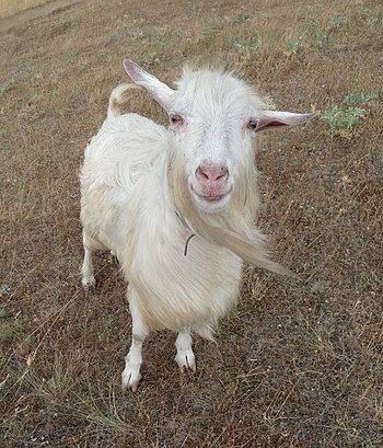 English: Domestic goat smile. Crimea, mountain...