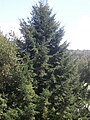 Pseudotsuga menziesii