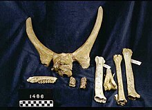 Horns and other fossils attributed to Dromomeryx Dromomeryx borealis.jpeg