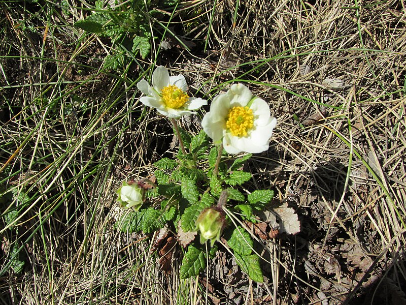 File:Dryas octopetala L. 22.jpg