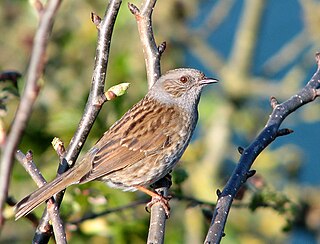 Accentor Genus of birds