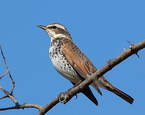 Dusky thrush in Sakai, Osaka.