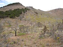 Area in eastern Idaho showing fire killed Rocky Mountain juniper and surviving stand in 2010. East Butte (5036617734).jpg