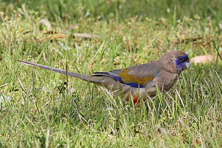Feeding on the ground in Griffith, New South Wales Eastern Bluebonnet JCB.jpg