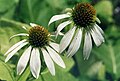 Echinacea purpurea 'Alba'