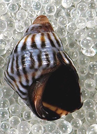 <i>Echinolittorina jamaicensis</i> Species of gastropod