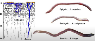 Les trois principales catégories écologiques de vers de terre. La semelle de labour (située à plus de 20 cm de profondeur) peut être percée et « reperméabilisée » par les anéciques, permettant aux racines de s'étendre au-delà de cette couche compacte, et d'accéder à des réserves hydriques plus profondes.