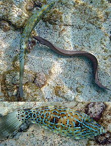 Eel and fish locomotion Eel and fish locomotion.jpg