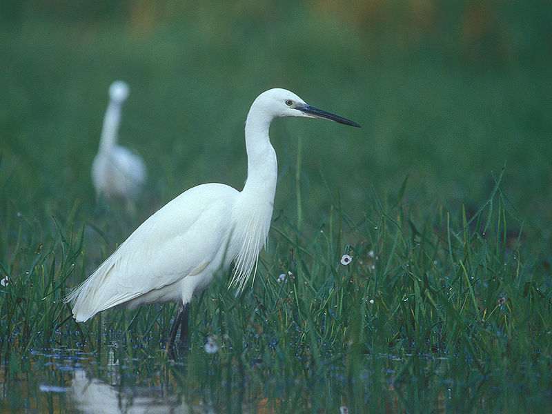 File:Egretta garzetta 1 (Lukasz Lukasik).jpg