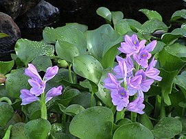 Eichhornia crassipes A.jpg