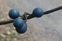 Close up image of fruit on its branch Elaeocarpus angustifolius Fruit.jpg
