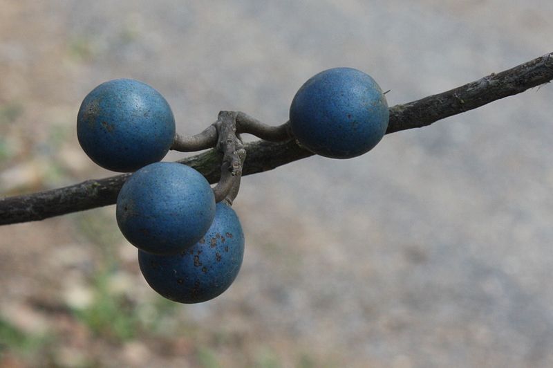 File:Elaeocarpus angustifolius Fruit.jpg