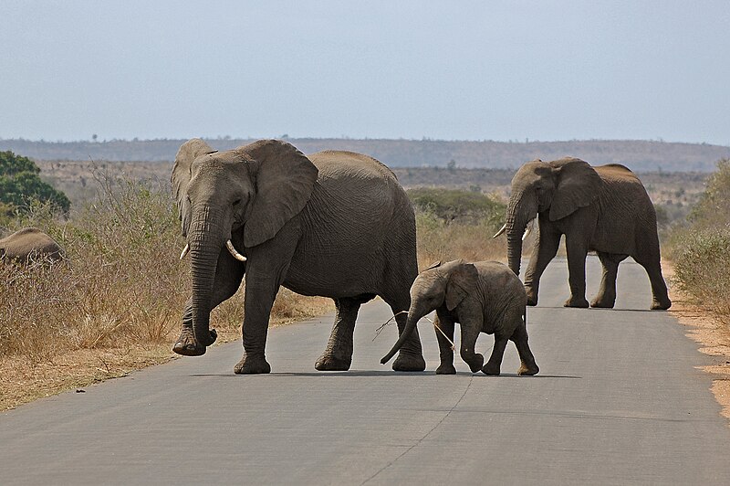 File:Elephants Kruger NationalPark Słonie.jpg