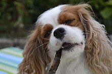 Cavalier King: il cane dei principi, storia e caratteristiche di questa  razza