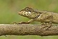 Elliot's Forest Lizard (Calotes ellioti) by Sandeep Das.jpg