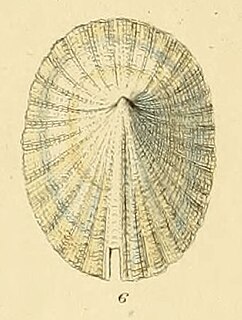 <i>Emarginula crassa</i> species of mollusc