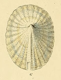 <i>Emarginula crassa</i> Species of gastropod