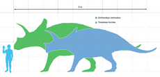Eotriceratops scale.png