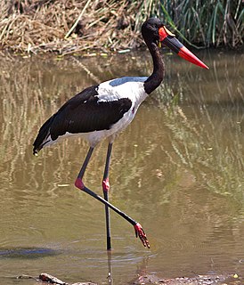 Saddle-billed stork Species of bird