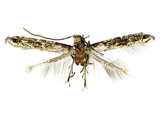 <i>Epicephala laeviclada</i> Species of moth