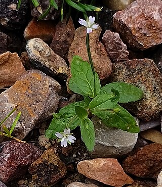 <i>Epilobium roseum</i> Species of flowering plant