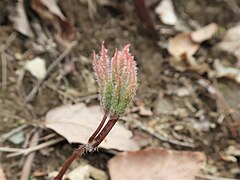 展開する前の茎葉。