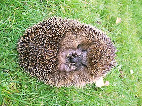 خارپشت اروپایی (Erinaceus europaeus).