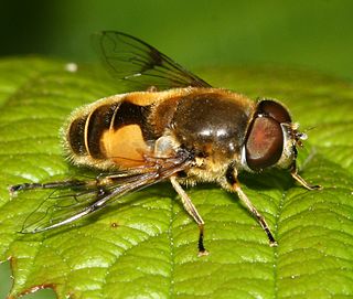 <span class="mw-page-title-main">Eristalina</span> Subtribe of hoverflies