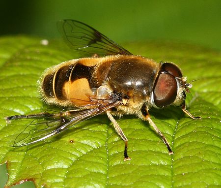 Eristalis_horticola