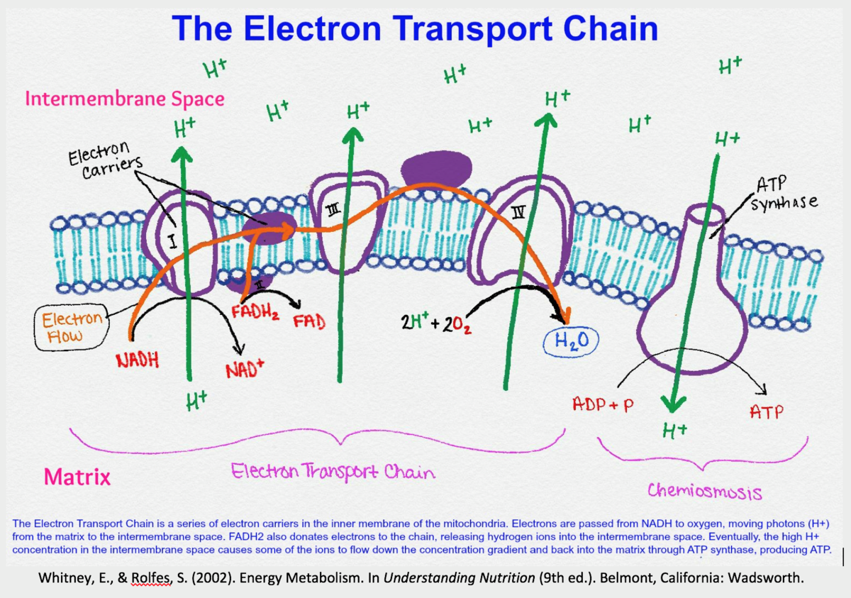 File:Chaine de transport d'electrons2.png - Wikimedia Commons