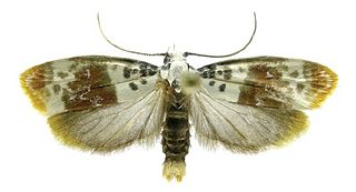 <i>Ethmia exornata</i> Species of moth