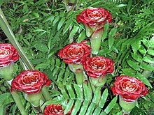 Etlingera corneri - Siam Rose.jpg