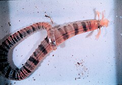 File:Euapta godeffroyi NOAA.jpg (Category:Synaptidae)