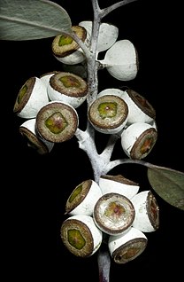 <i>Eucalyptus campaspe</i> Species of eucalyptus
