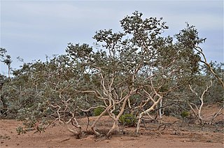 <i>Eucalyptus gillii</i> Species of plant