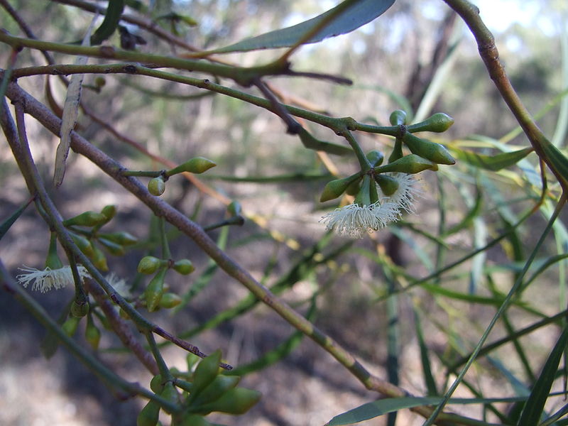 File:Eucalyptus viridis.jpg