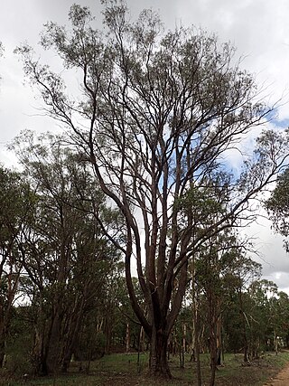 <i>Eucalyptus youmanii</i> Species of eucalyptus