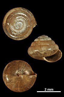 <i>Euconulus alderi</i> Species of gastropod