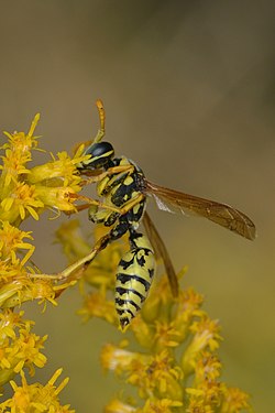 European Paper Wasp (Polistes dominula)