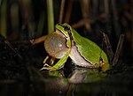 European Tree frog (Hyla arborea), Skala Kallonis Pool, Lesvos Greece, 13.04.2015 (17292795932).jpg