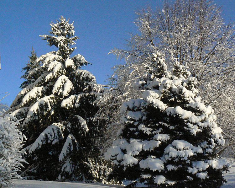 File:Evergreens covered in snow in Nebraska.jpg