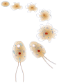 Evolución eucariota.svg