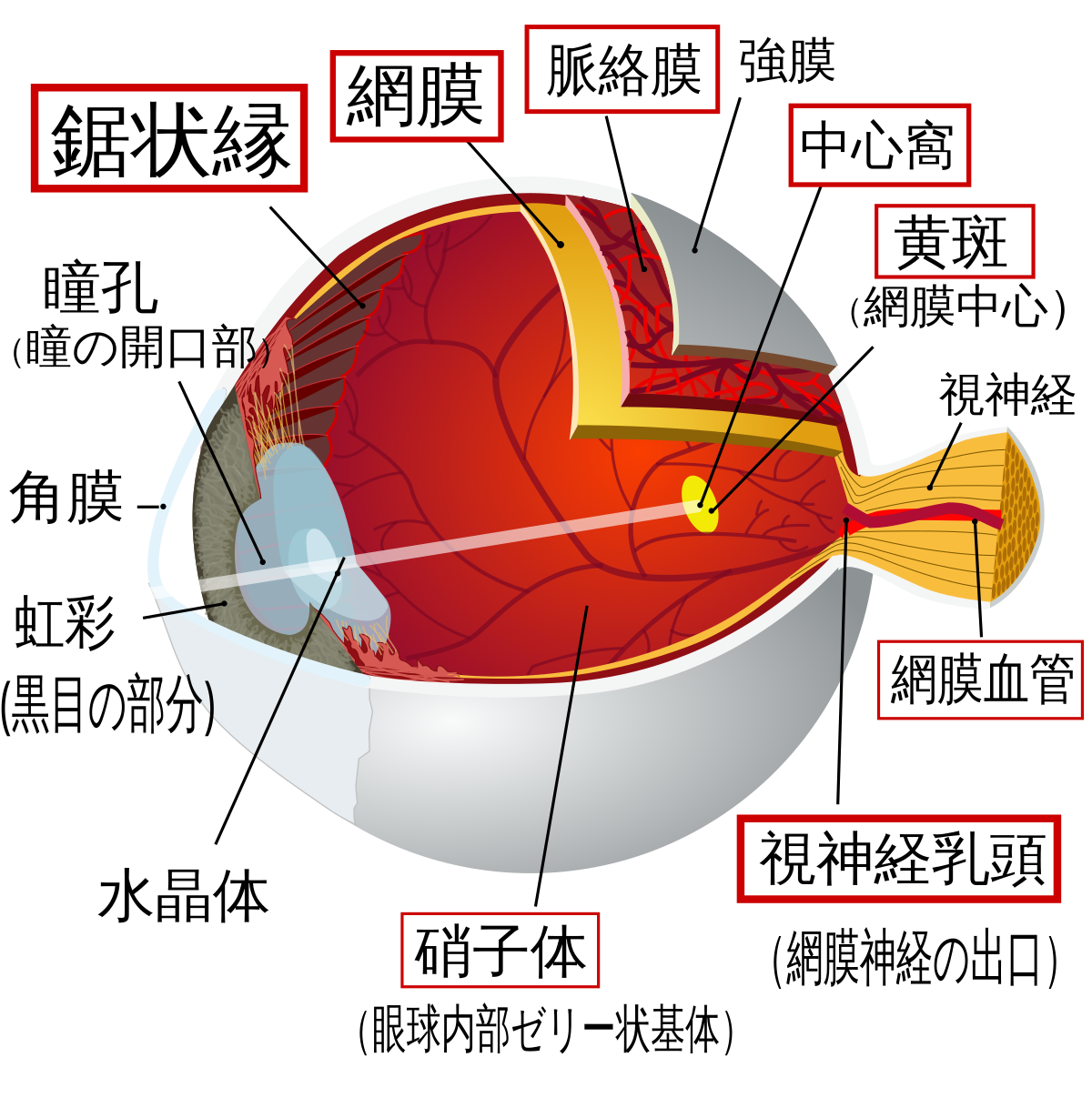 File Eye Diagram Jp For Rop 関連語赤枠 Svg Wikimedia Commons