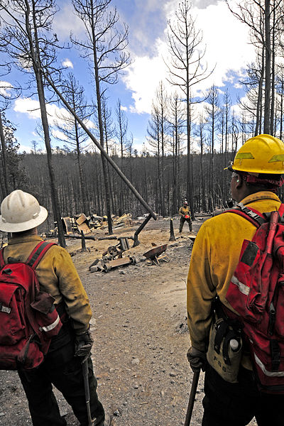 File:FEMA - 35105 - Firefighters look at smouldering trees in New Mexico.jpg