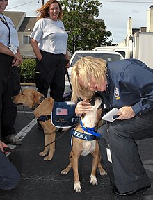 Rescue dogs FEMA - 37870 - FEMA US&R Ohio TF-1 in Georgia.jpg