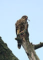 Falco columbarius Ithaca NY.jpg