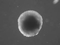 File:Fam40b-is-required-for-lineage-commitment-of-murine-embryonic-stem-cells-cddis2014273x5.ogv