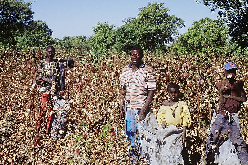 File:Famille champs de coton.jpg