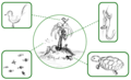Image 1Simplified schematic of an island's fauna – all its animal species, highlighted in boxes (from Fauna)