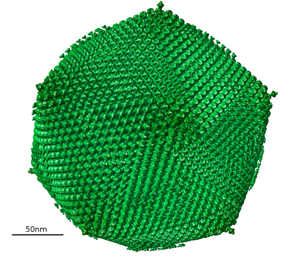 Faustovirus